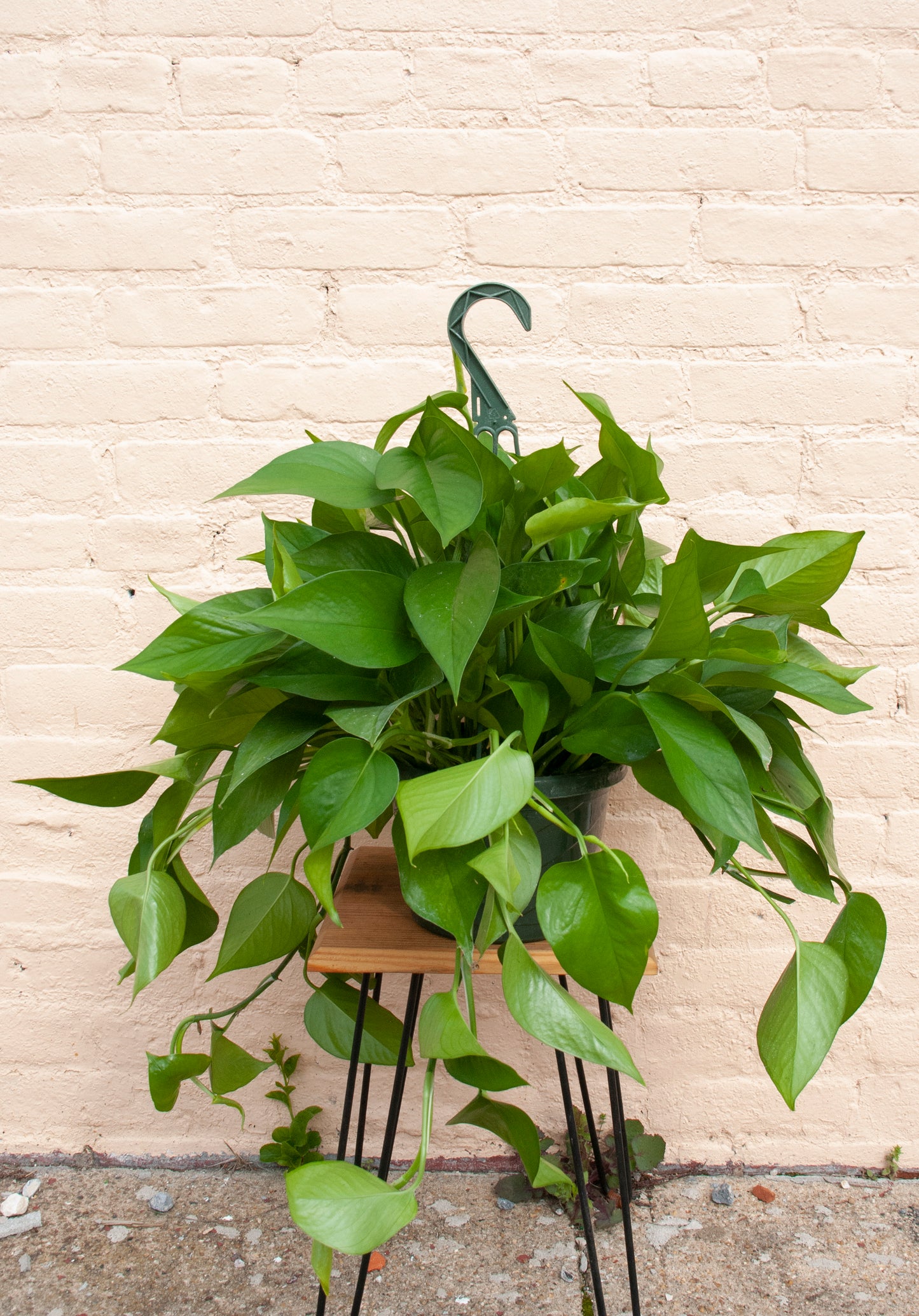 Epipremnum aureum jade 'Jade Pothos'