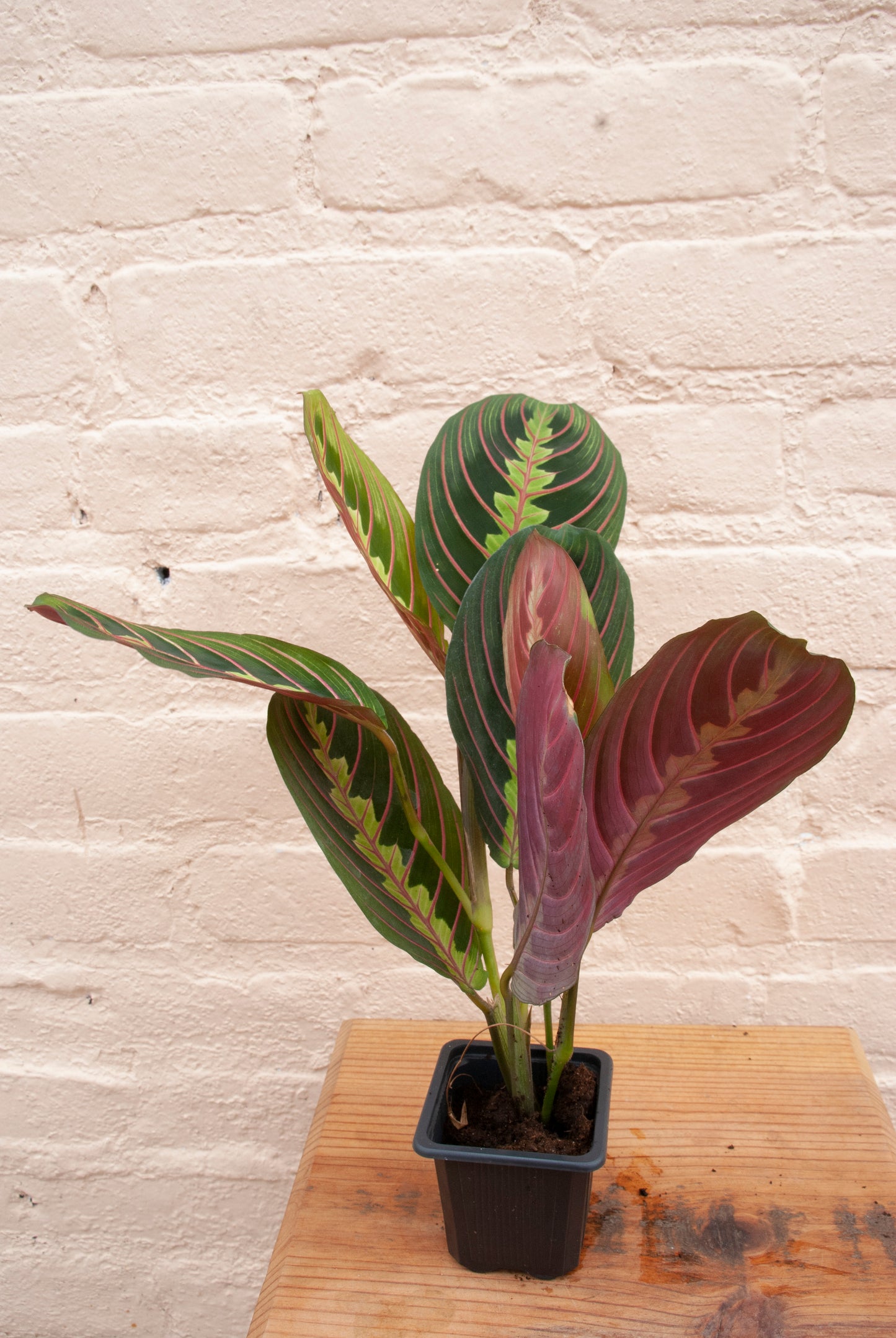 Maranta leuconeura var. erythroneura 'Red prayer plant'