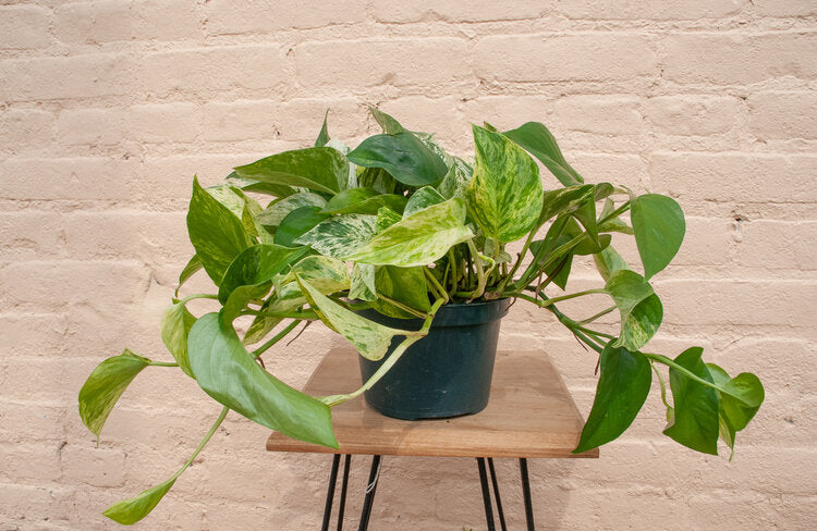 Epipremnum aureum 'Marble Queen Pothos'