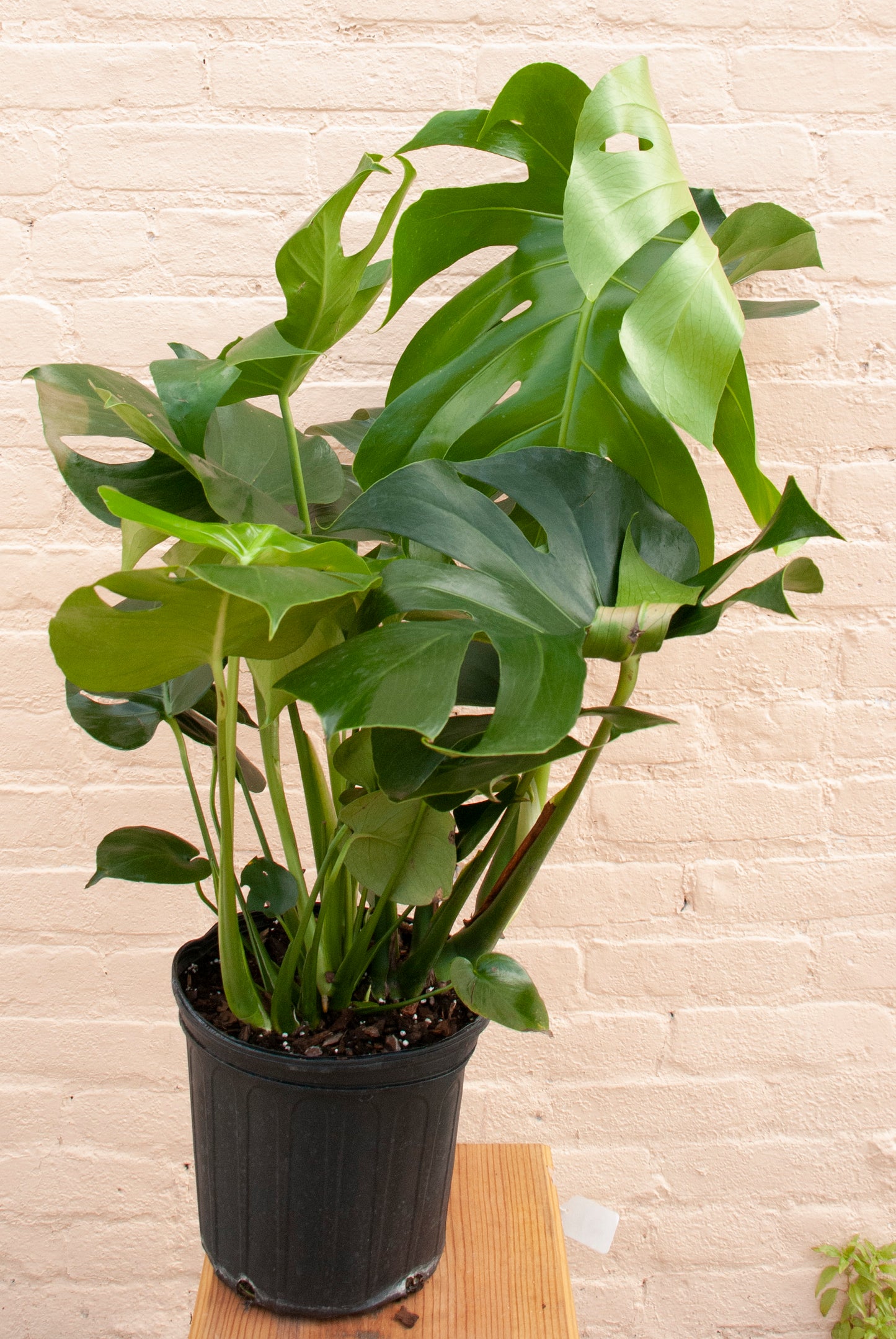 Rental Monstera deliciosa