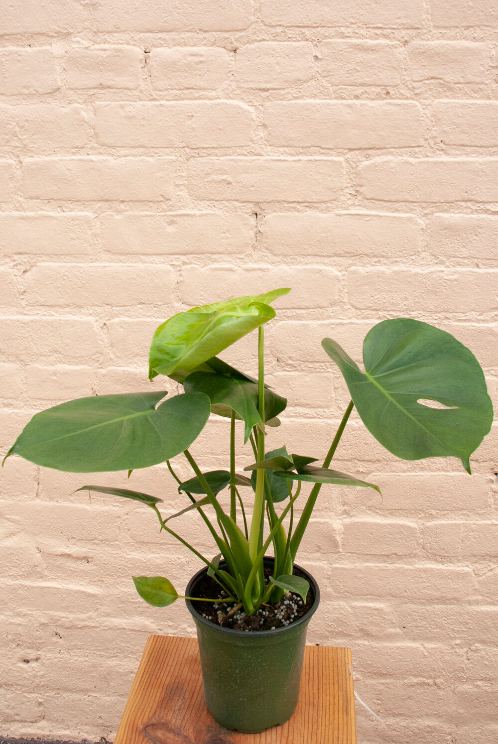 Monstera deliciosa