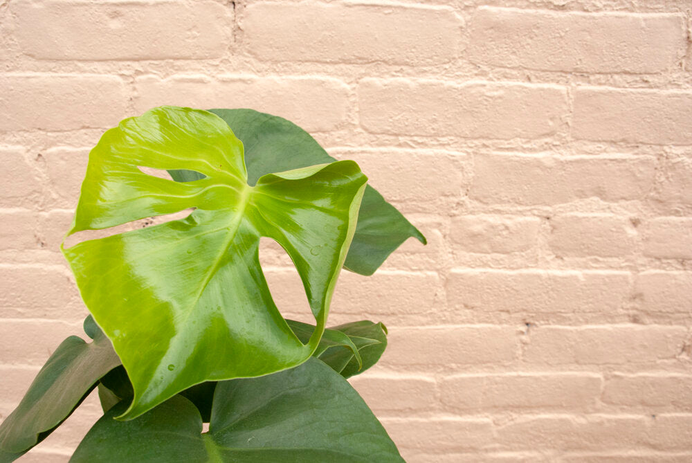 Rental Monstera deliciosa