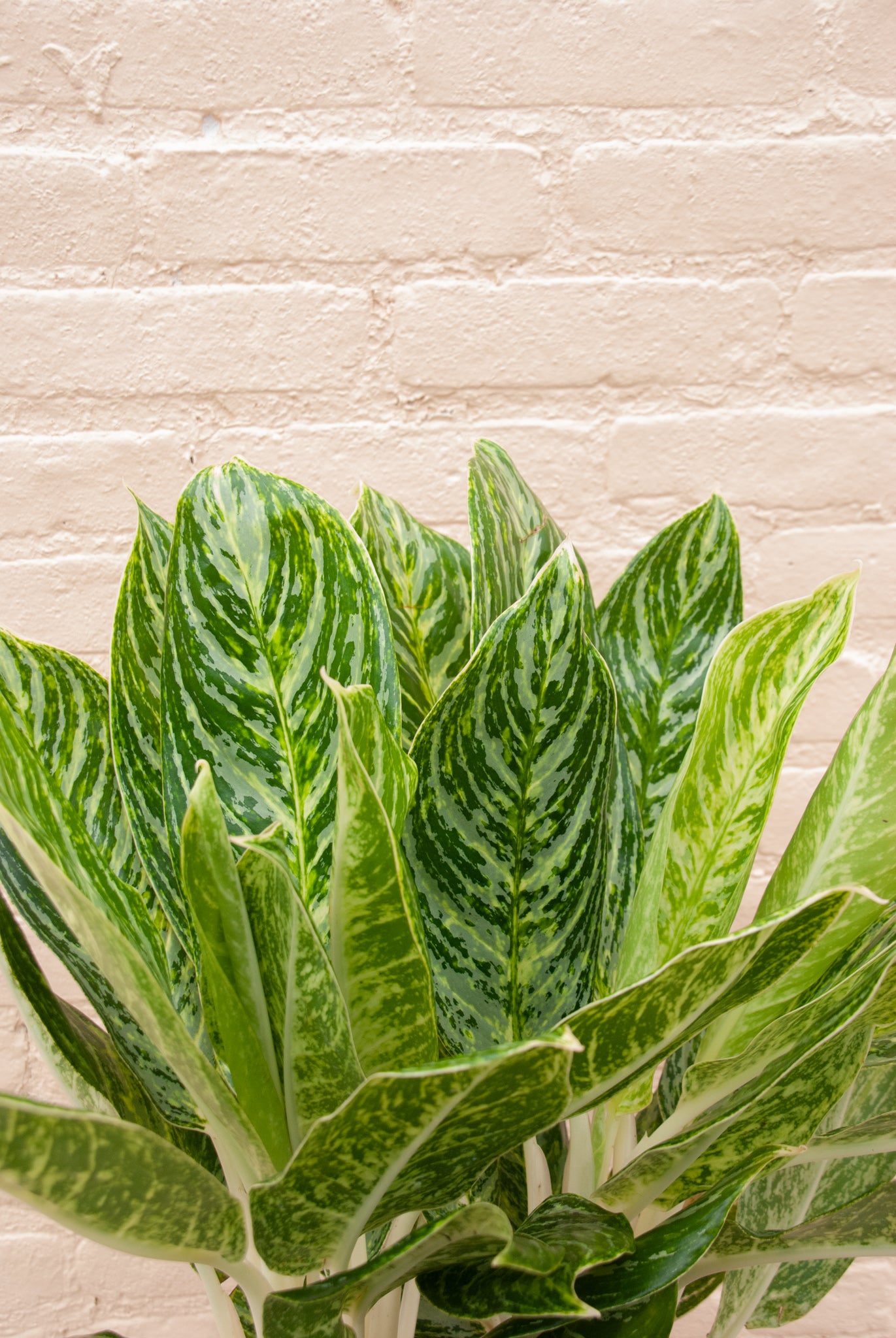 Aglaonema 'White Lightening'