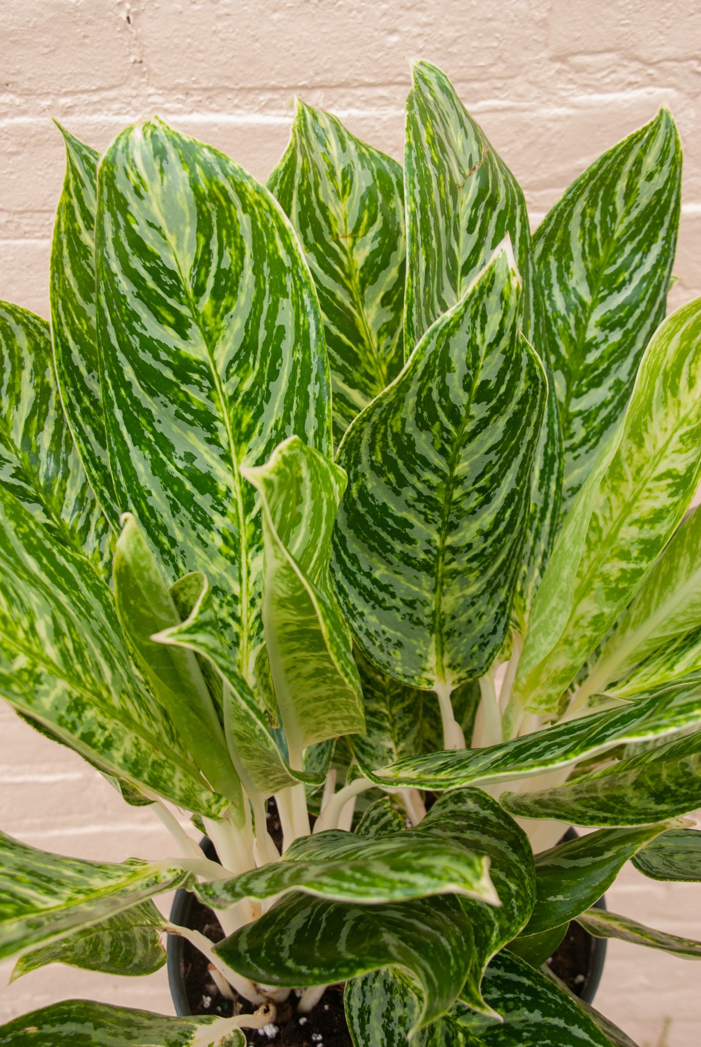 Aglaonema 'White Lightening'