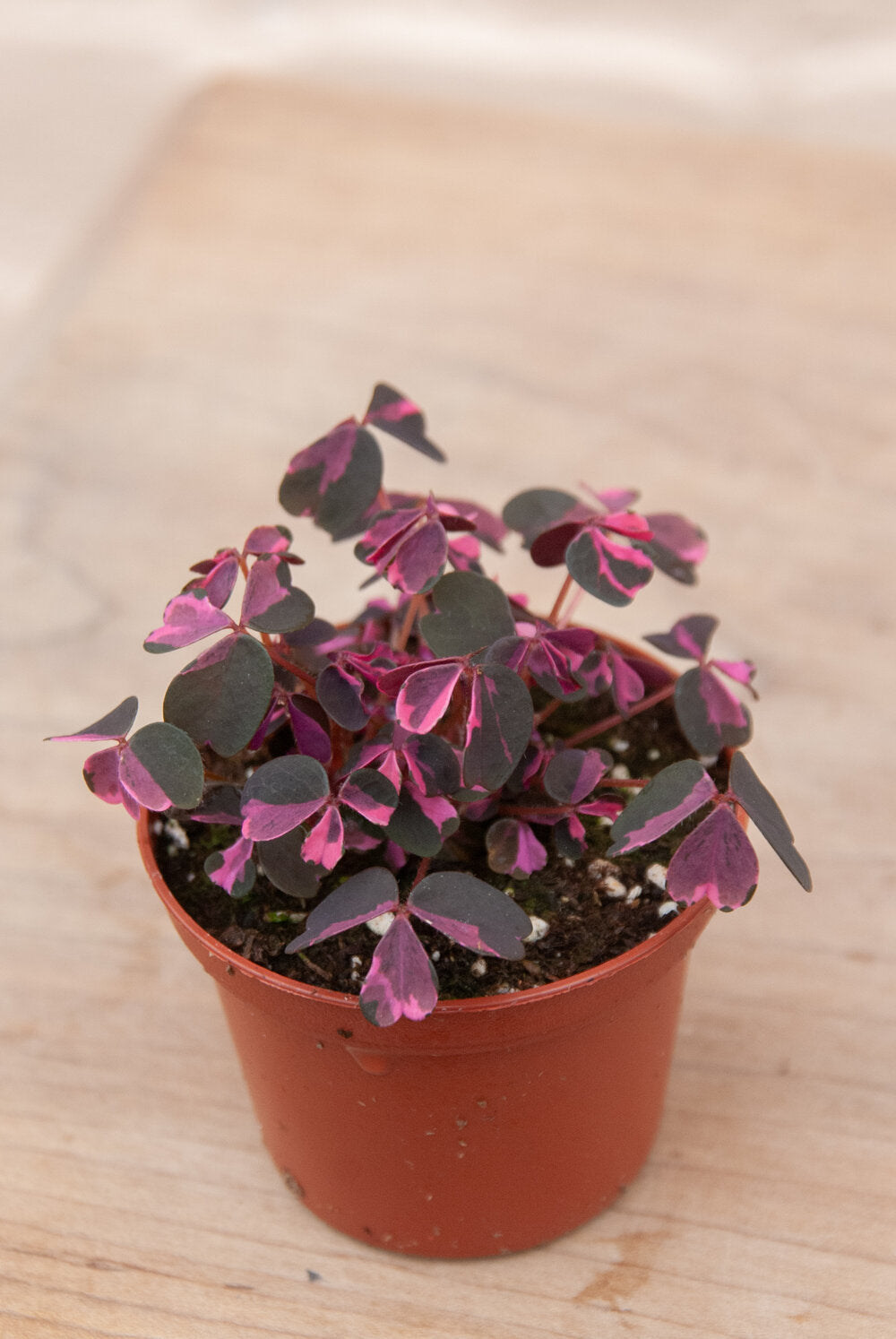 Oxalis 'Lucky'