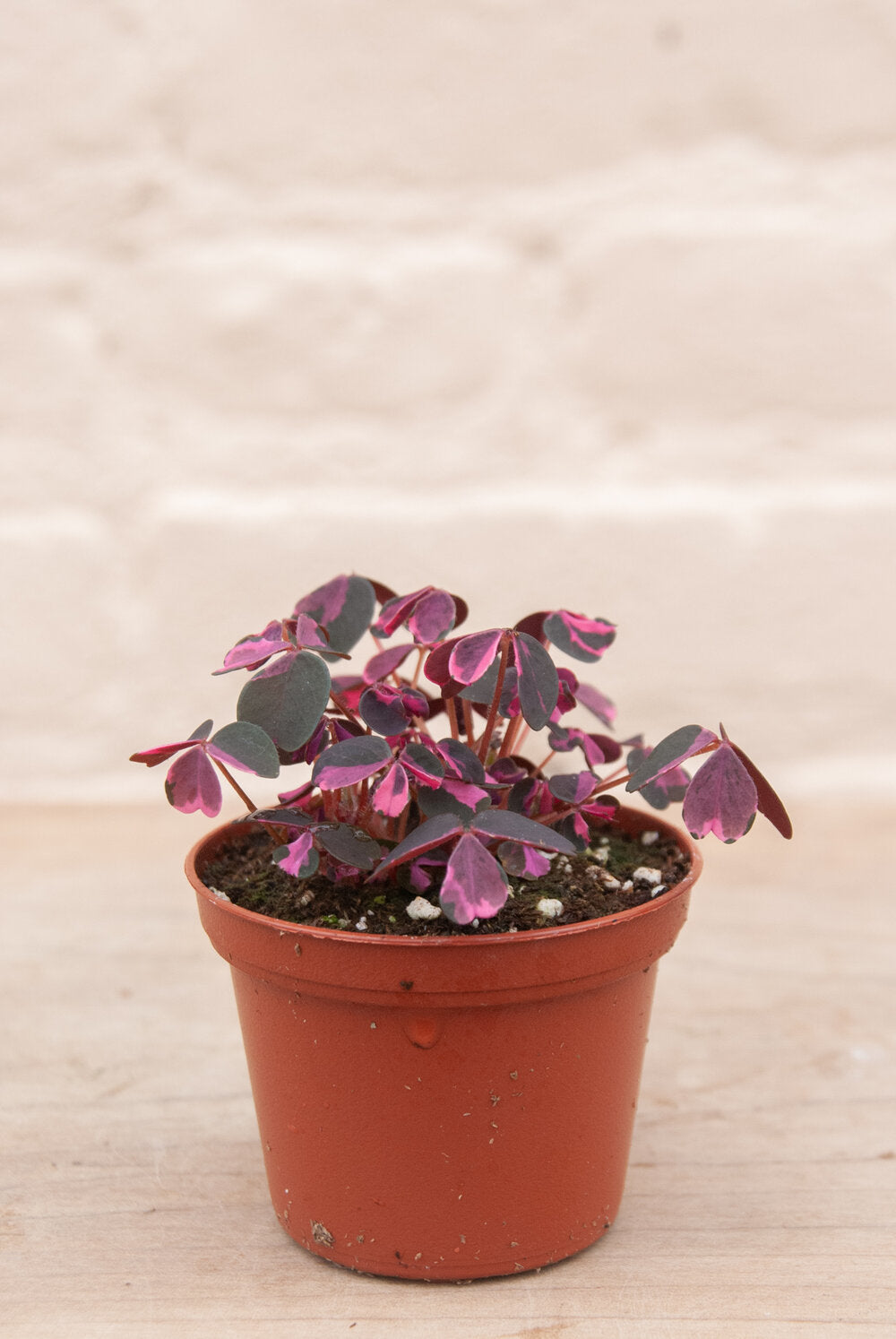 Oxalis 'Lucky'