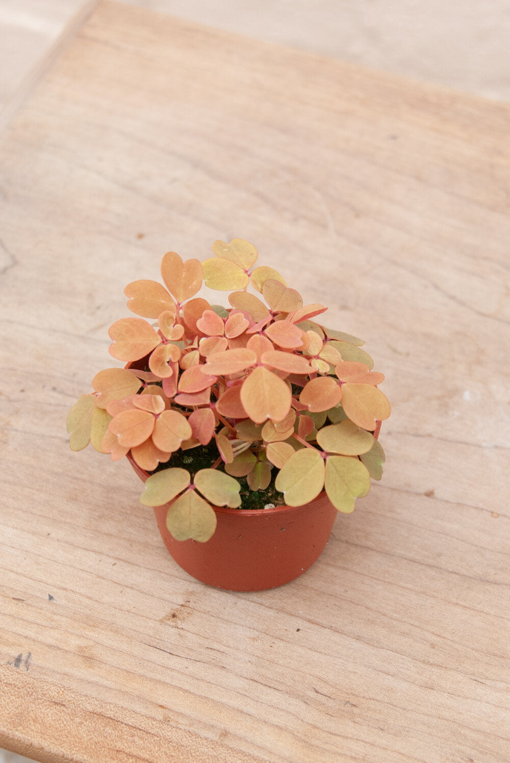 Oxalis 'Lucky'