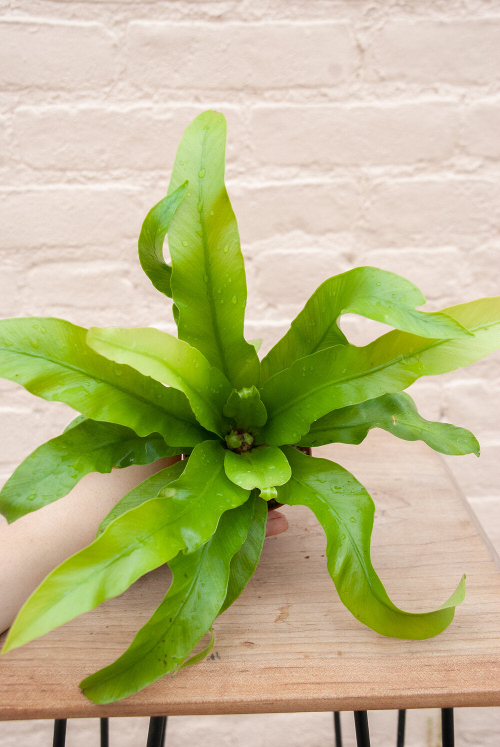 Asplenium 'Birdsnest Fern'