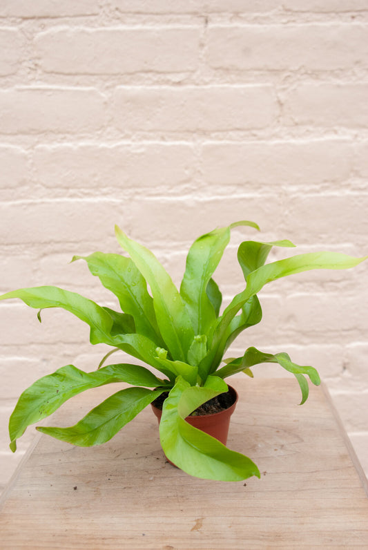 Asplenium 'Birdsnest Fern'