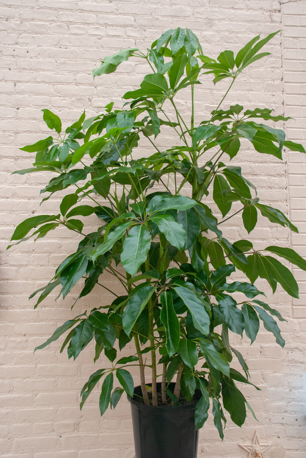 Schefflera 'Amate'