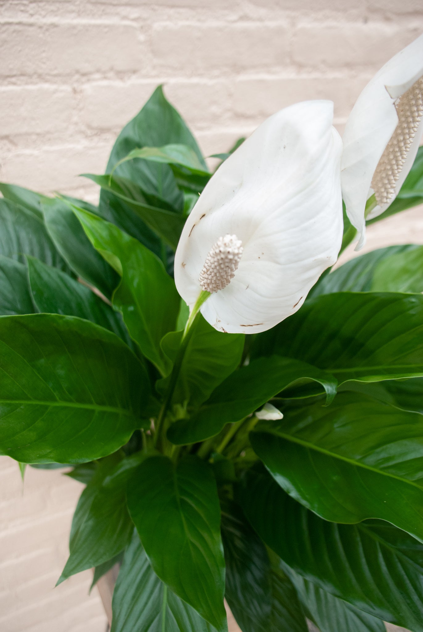 Rental Spathiphyllum 'Peace Lily'