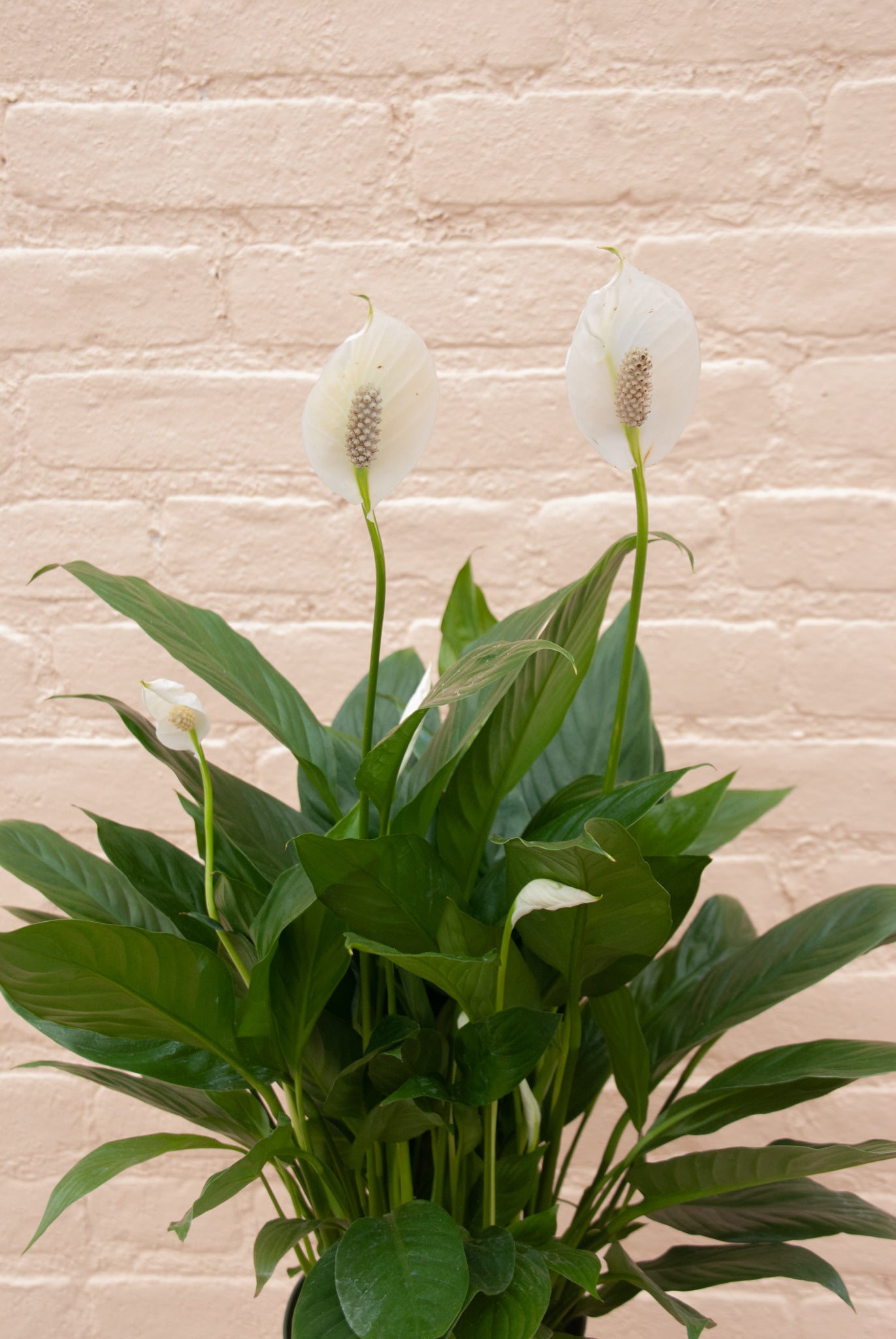 Rental Spathiphyllum 'Peace Lily'