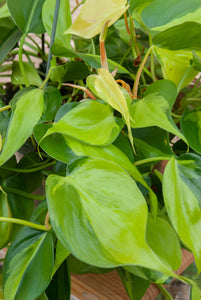 Philodendron hederaceum var. oxycardium 'Philodendron Brasil'
