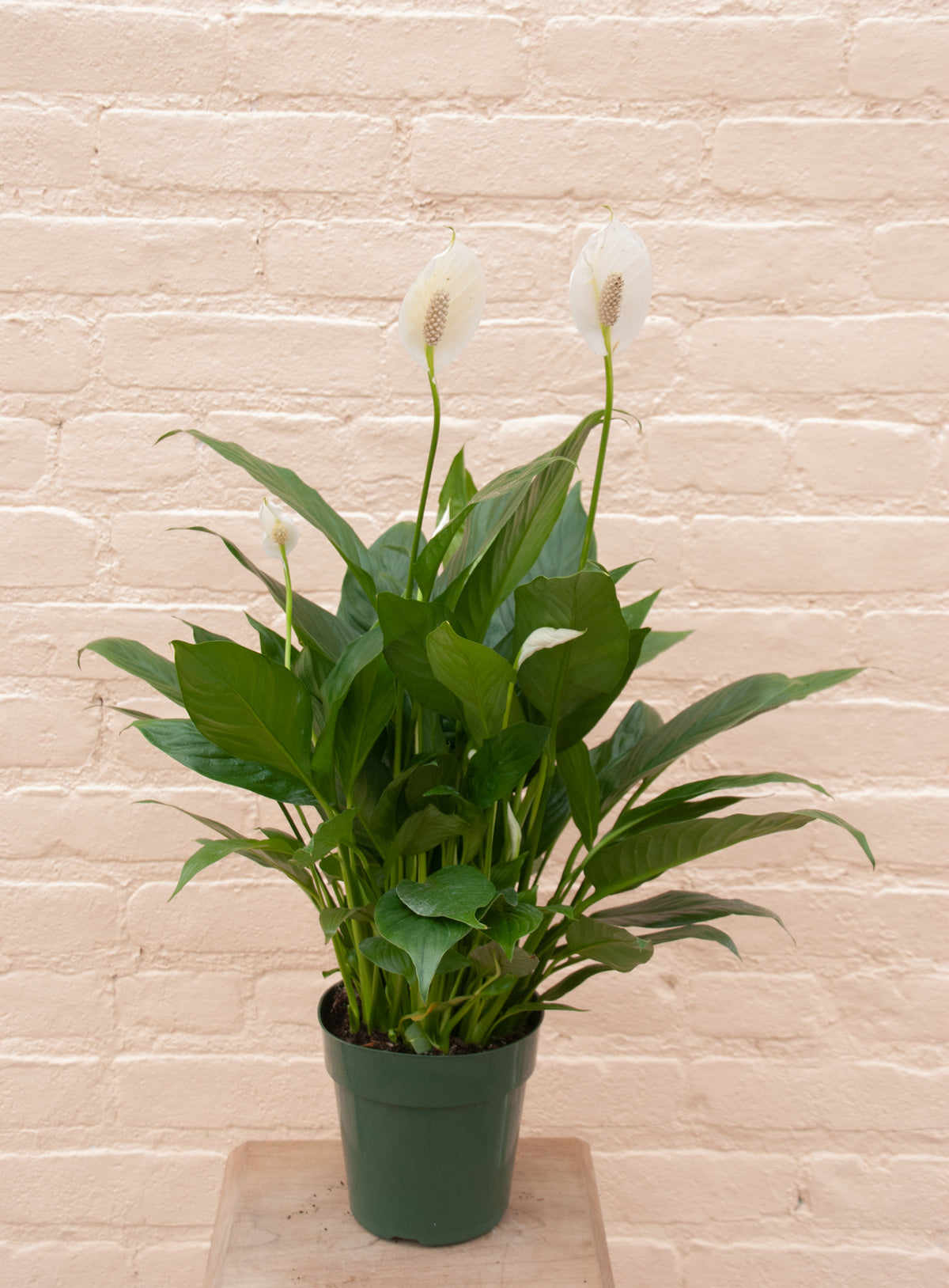 Spathiphyllum 'Peace Lily'