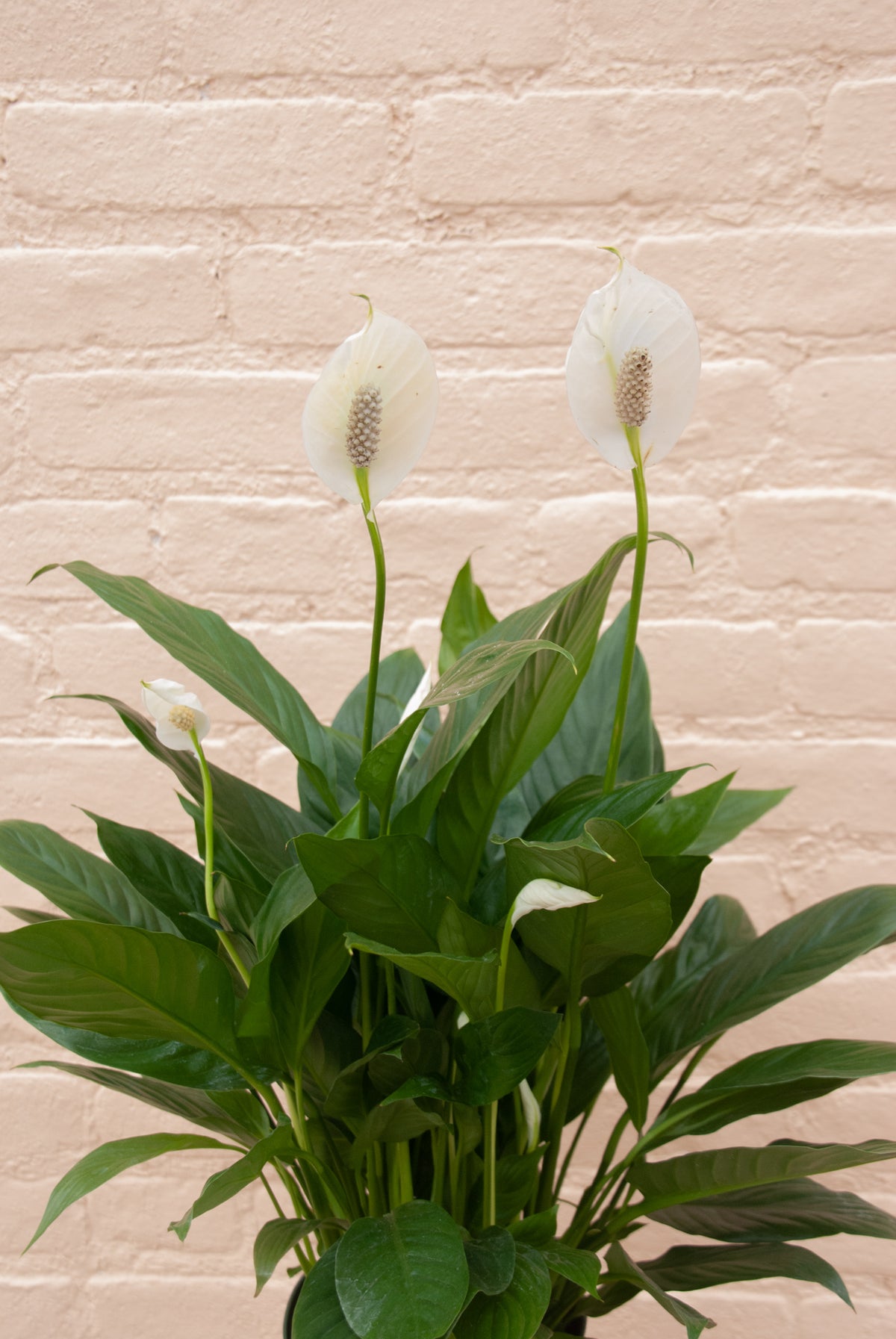 Spathiphyllum 'Peace Lily'