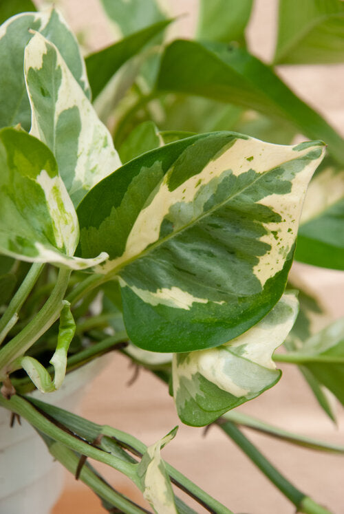 Epipremnum aureum 'Pearls and Jade Pothos'