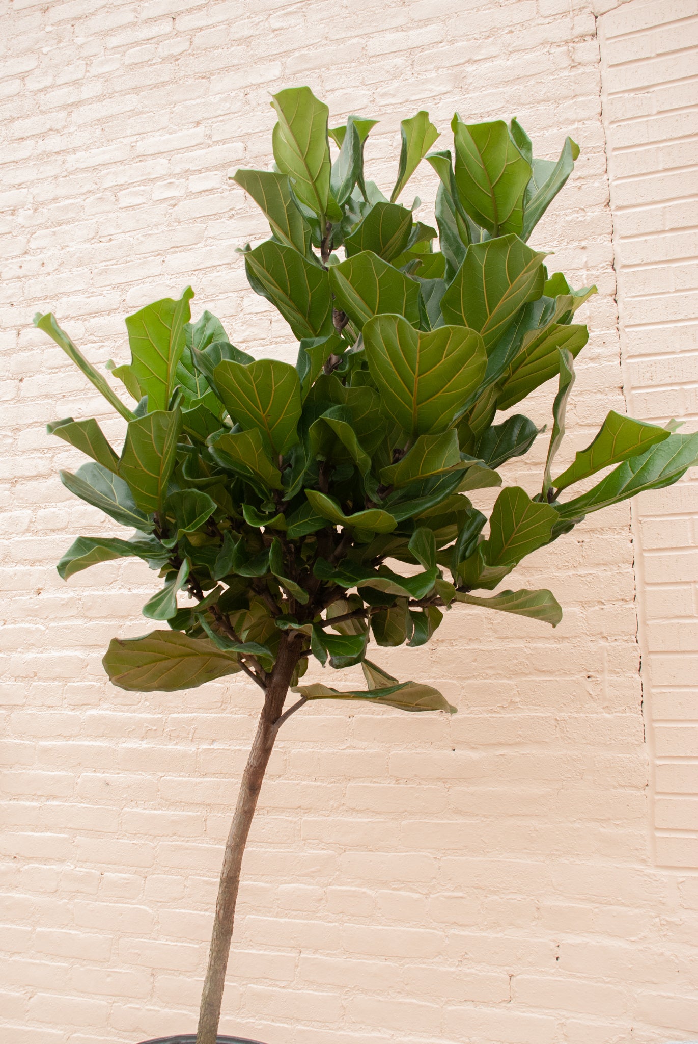 Ficus lyrata 'Fiddle Leaf Fig'