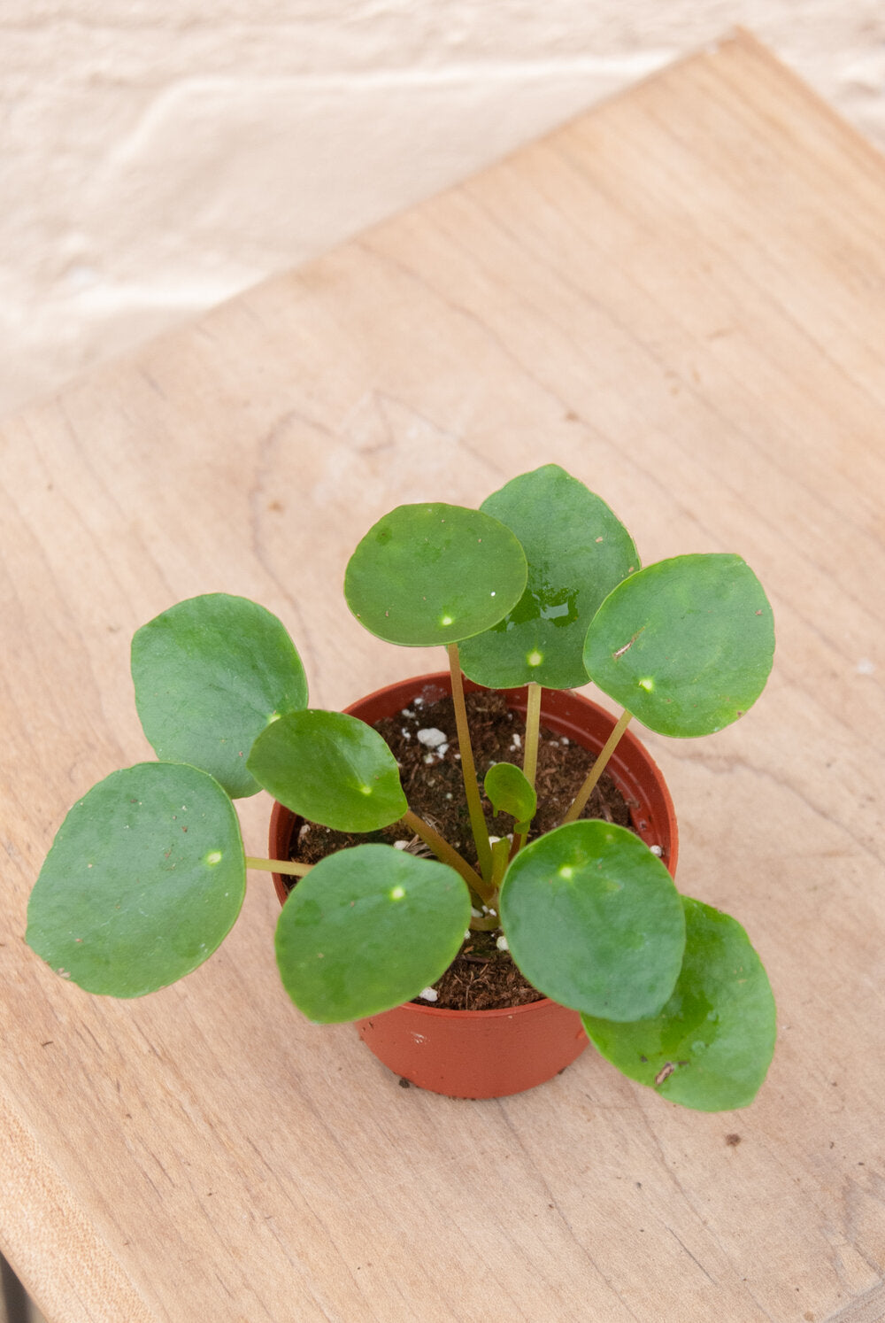 Pilea peperomioides 'UFO Plant'