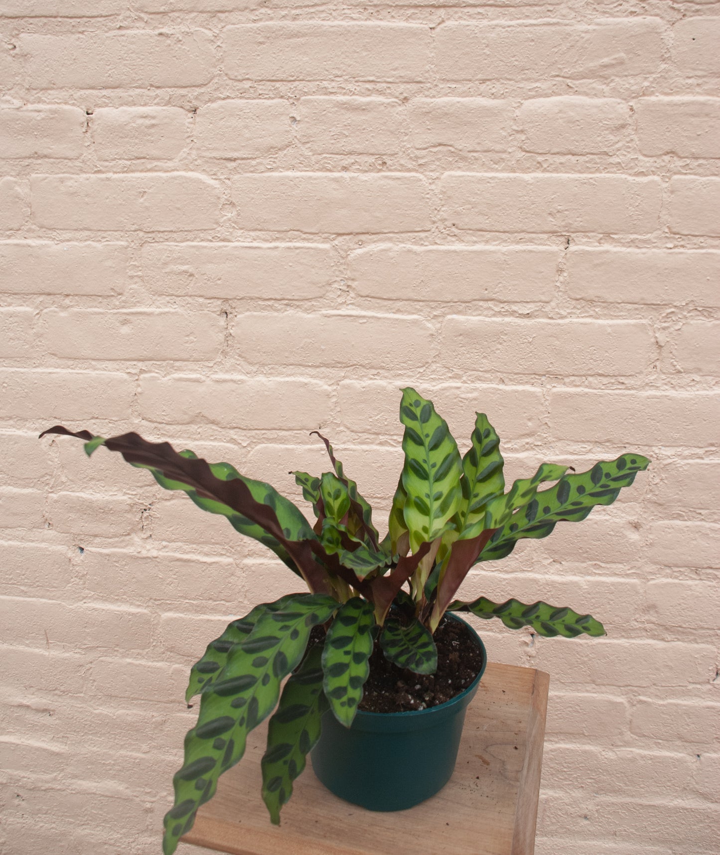 Calathea lancifolia