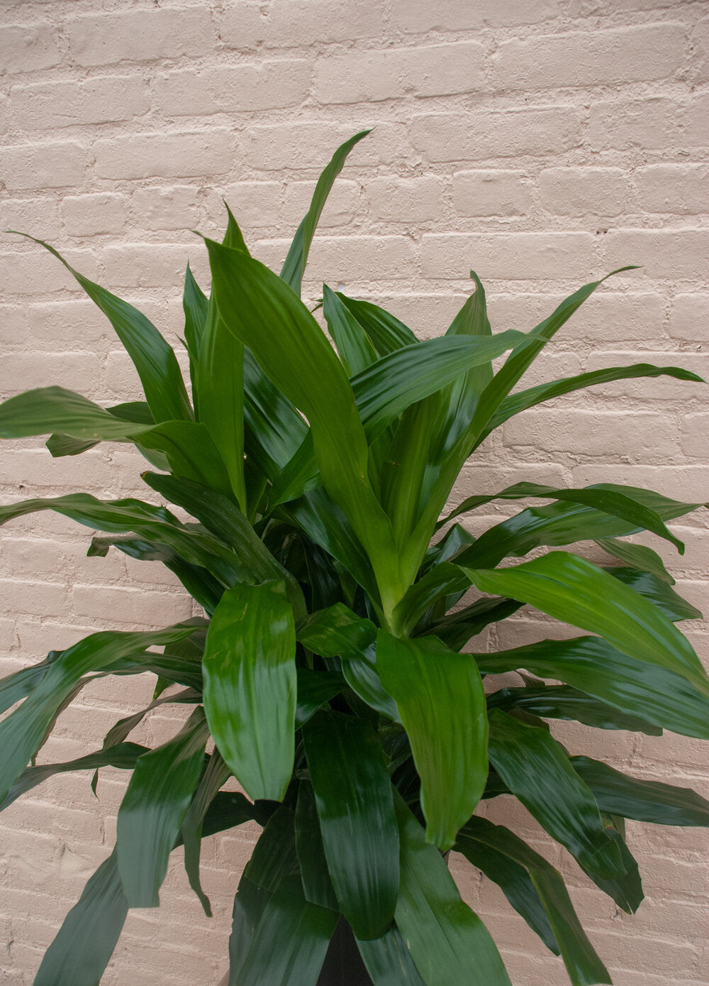 Dracaena deremensis 'Dracaena Janet Craig'