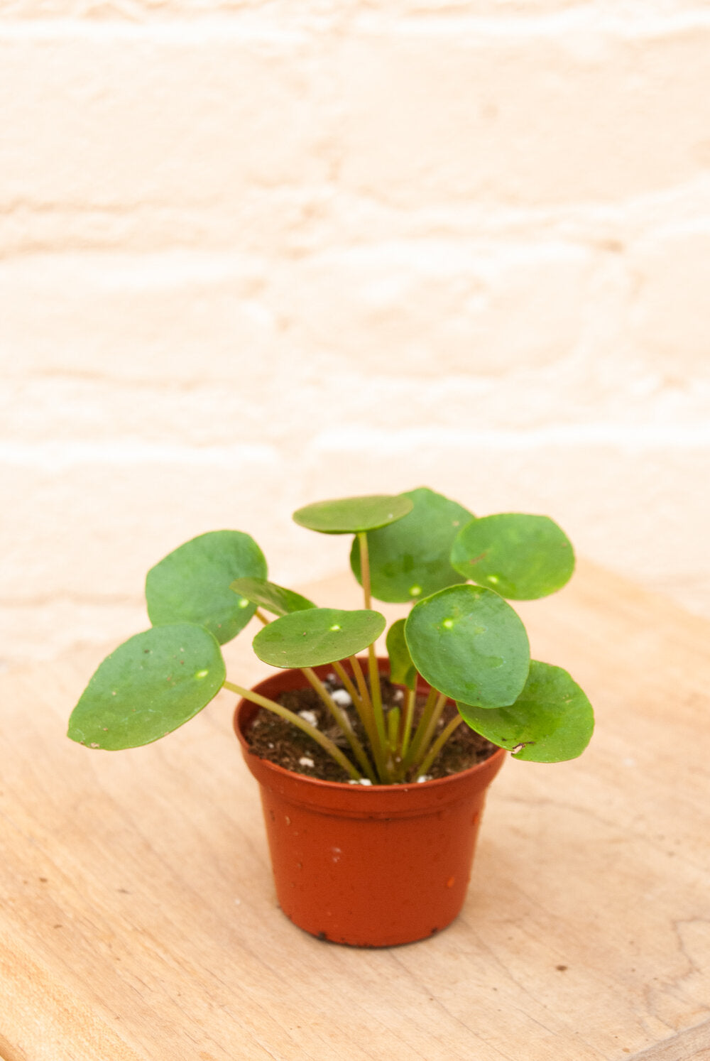 Pilea peperomioides 'UFO Plant'