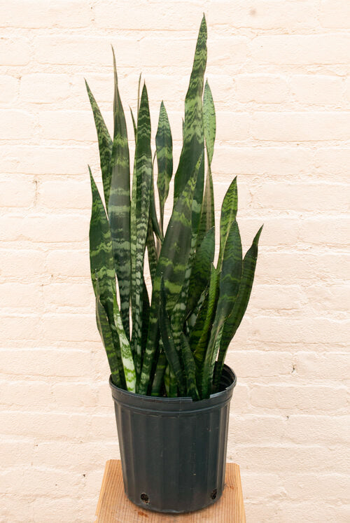 Sansevieria trifasciata Black Coral