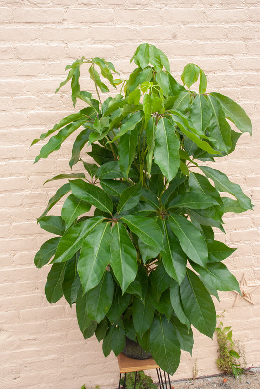 Schefflera 'Amate'